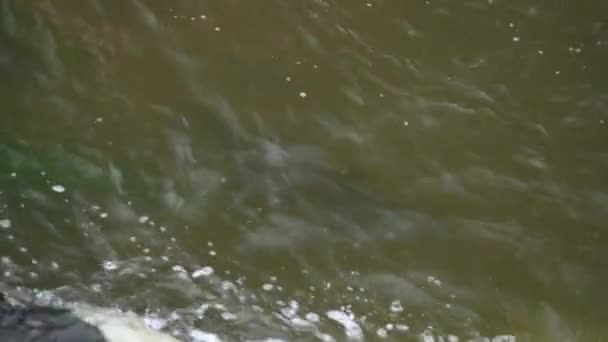 浅い川の流れに大西洋サケが産卵する 野生の淡水に営巣する魚 — ストック動画