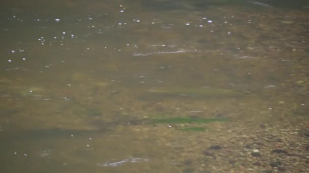 Desove Salmón Atlántico Riachuelo Río Poco Profundo Anidación Peces Corriente — Vídeo de stock