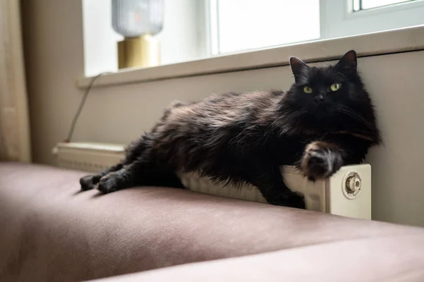 Gato Preto Deitado Sofá Lado Radiador Preguiçoso Animal Doméstico Descansando — Fotografia de Stock