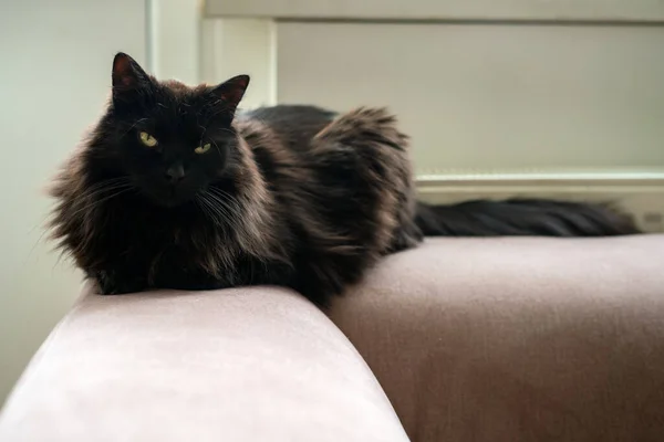Fekete Macska Fekszik Kanapén Egy Radiátor Mellett Lusta Háziállat Pihen — Stock Fotó