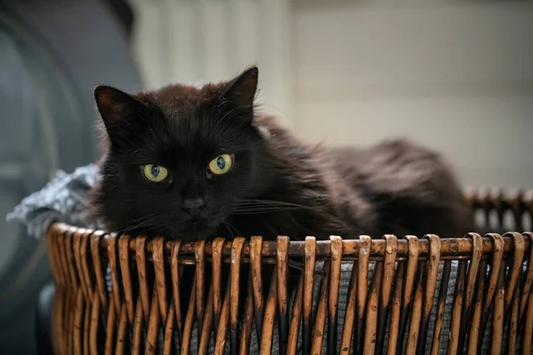Fekete Macska Fekszik Fonott Fürdőszobai Kosárban Lusta Háziállat Pihenés Beltérben — Stock Fotó