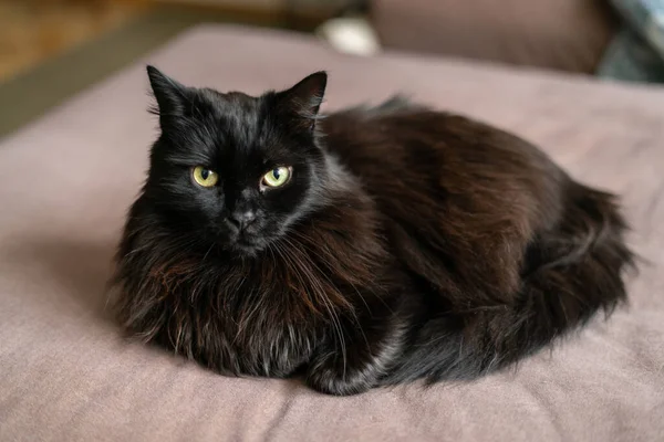 Fekete Macska Fekszik Kanapén Nappaliban Lusta Háziállat Pihenés Beltérben — Stock Fotó