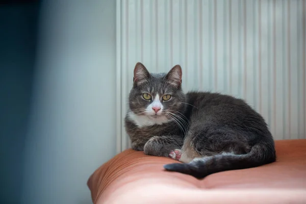 Gato Cinzento Dormindo Sofá Laranja Lado Radiador Preguiçoso Animal Doméstico — Fotografia de Stock