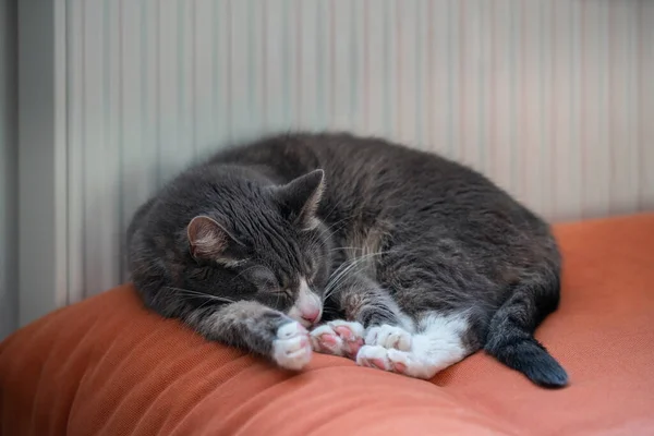 Grey Cat Sleeping Orange Couch Next Radiator Lazy Domestic Pet — Stock Photo, Image