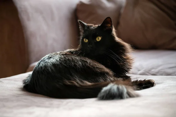 Fekete Macska Fekszik Kanapén Nappaliban Lusta Háziállat Pihenés Beltérben — Stock Fotó