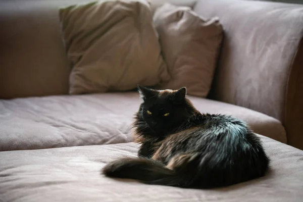 Чорний Кіт Лежить Дивані Вітальні Лазурний Домашній Улюбленець Який Відпочиває — стокове фото