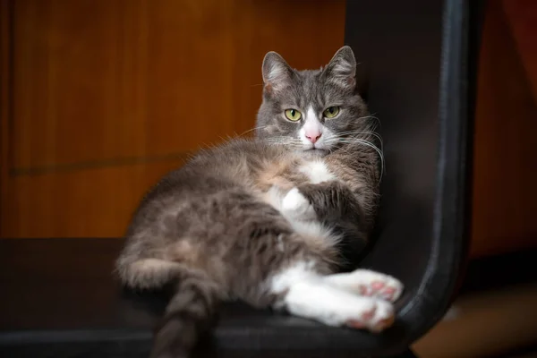 Gato Preguiçoso Sentado Uma Cadeira Animal Estimação Doméstico Engraçado Descansando — Fotografia de Stock