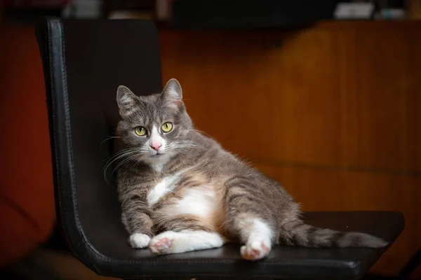 Faule Katze Sitzt Auf Einem Stuhl Lustiges Haustier Ruht Haus Stockbild
