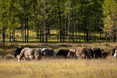 Güneşli bir günde tarlada cam camları kırılan hayvanları duymuştum. Parlak ve sıcak bir günde kırsal alanda ot yiyen çiftlik hayvanları..