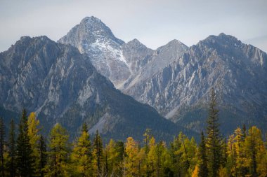 Sisli bir günde ağaçlara ve karlı dağlara yakın çekim. Karlı ve ağaçlı tepelerin sisli manzarası.