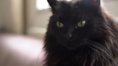Kanepede bir radyatörün yanında yatan kara kedi. Soğuk bir kış gününde evde dinlenen tembel bir evcil hayvan. 