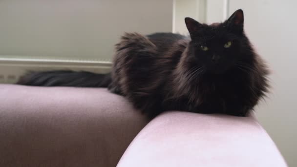 ラジエーターの隣のソファに黒い猫が横たわっていた 寒い冬の日に中で休んでいる怠惰な国内ペット — ストック動画