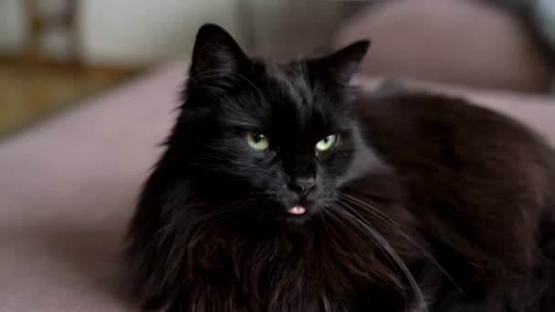 Смешная Черная Кошка Лежит Диване Языком Торчащим Гостиной Ленивые Домашние — стоковое видео