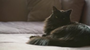 Oturma odasındaki kanepede uzanmış kara kedi. Evde dinlenen tembel evcil hayvan.. 