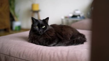Oturma odasındaki kanepede uzanmış kara kedi. Evde dinlenen tembel evcil hayvan.. 