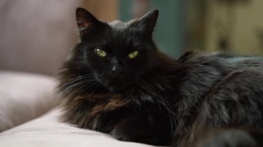 Oturma odasındaki kanepede uzanmış kara kedi. Evde dinlenen tembel evcil hayvan.. 