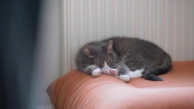 Gri kedi turuncu kanepede radyatörün yanında uyuyor. Soğuk bir kış gününde evde dinlenen tembel bir evcil hayvan.. 