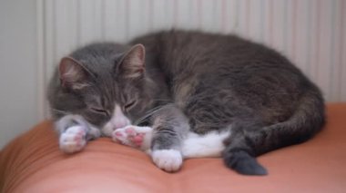Gri kedi turuncu kanepede radyatörün yanında uyuyor. Soğuk bir kış gününde evde dinlenen tembel bir evcil hayvan.. 