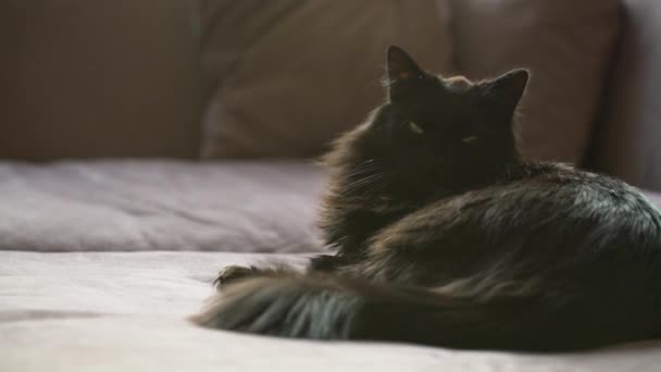 Schwarze Katze Legt Sich Auf Eine Couch Wohnzimmer Faules Haustier — Stockvideo