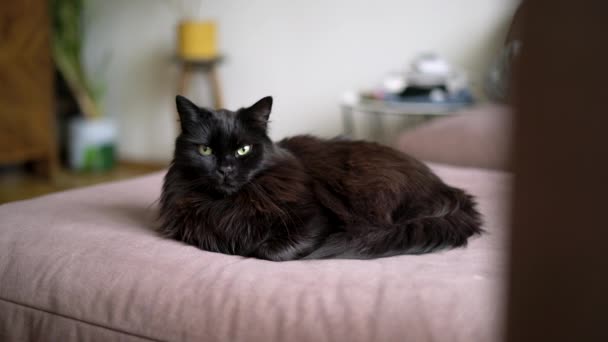 Black Cat Laying Couch Living Room Lazy Domestic Pet Resting — Stock Video