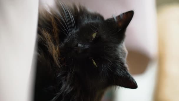 Schwarze Katze Legt Sich Auf Eine Couch Wohnzimmer Faules Haustier — Stockvideo