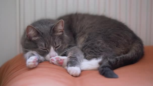 ラジエーターの隣のオレンジのソファで寝ている灰色の猫 寒い冬の日に中で休んでいる怠惰な国内ペット — ストック動画