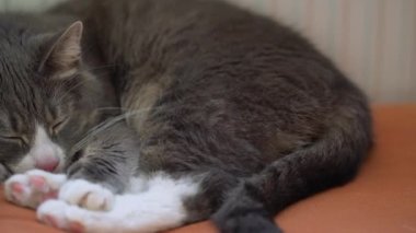 Gri kedi turuncu kanepede radyatörün yanında uyuyor. Soğuk bir kış gününde evde dinlenen tembel bir evcil hayvan.. 