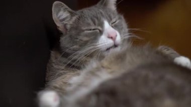 Tembel kedi sandalyede oturup kendini temizliyor. Komik evcil hayvan yalama kürkü. 