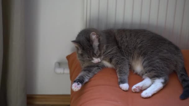 Γκρι Γάτα Κοιμάται Πορτοκαλί Καναπέ Δίπλα Καλοριφέρ Τεμπέλικο Κατοικίδιο Που — Αρχείο Βίντεο