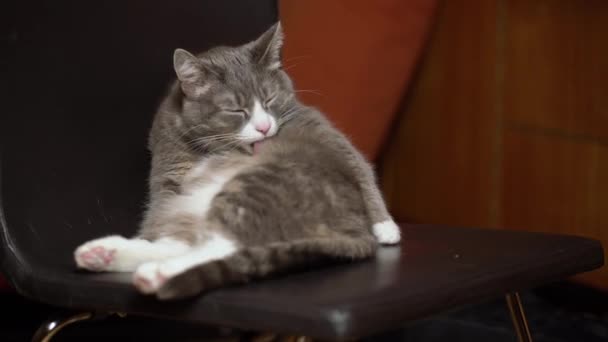 Líná Kočka Sedící Židli Uklízející Vtipné Domácí Mazlíček Lízání Kožešiny — Stock video