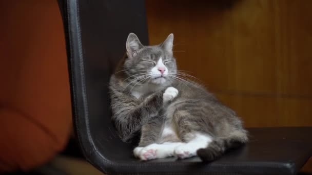 怠惰な猫は椅子に座って自分自身を掃除します 面白い国内ペット舐め毛皮 — ストック動画