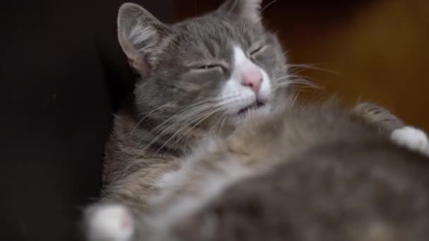 Τεμπέλα Γάτα Κάθεται Μια Καρέκλα Και Καθαρίζεται Μόνη Της Αστεία — Αρχείο Βίντεο