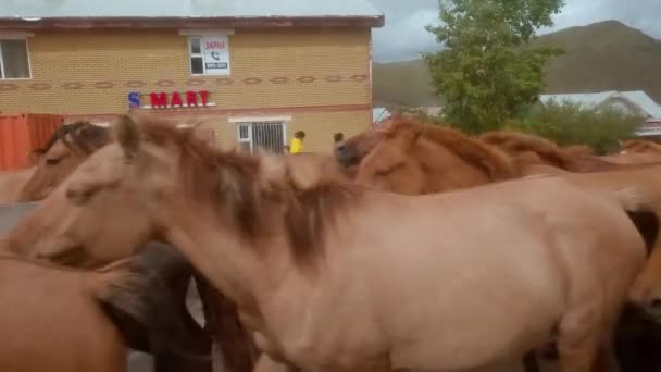 Tsonjin Boldog Ulaanbaatar Mongolië September 2022 Nomaden Leiden Paardenkudde Door — Stockvideo