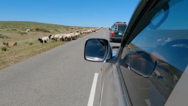モンゴル コブスゴル 2022年9月 羊やヤギの群れが押し寄せているので 道路の途中で車が止まる — ストック動画