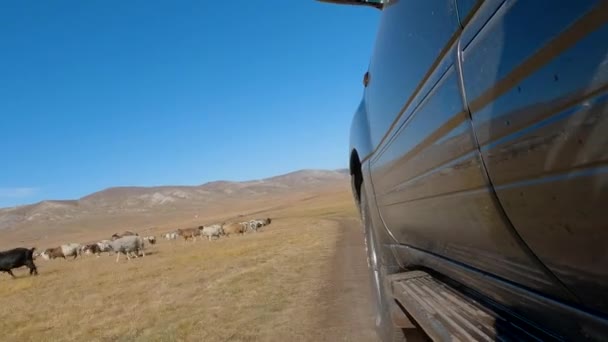Khovsgol Mongolia September 2022 Suv Car Driving Hunting Expedition Mongolian — Stock Video