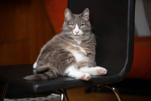 Gato Preguiçoso Sentado Uma Cadeira Animal Estimação Doméstico Engraçado Descansando Imagens De Bancos De Imagens