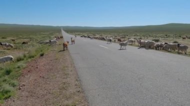 Otoyolun kenarında otları yiyen koyun sürüsü. Güneşli bir günde Moğol bozkırında yol kenarında bir hayvan sürüsü. 