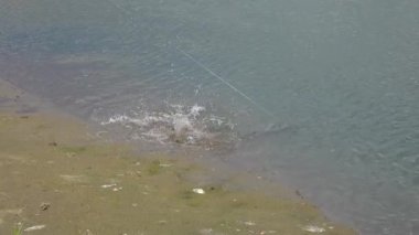 Balıkçılar Hucho Taimen Bin Moğol nehri ile savaşıyor. Güneşli bir günde yakala ve bırak, tatlı su balığı.. 