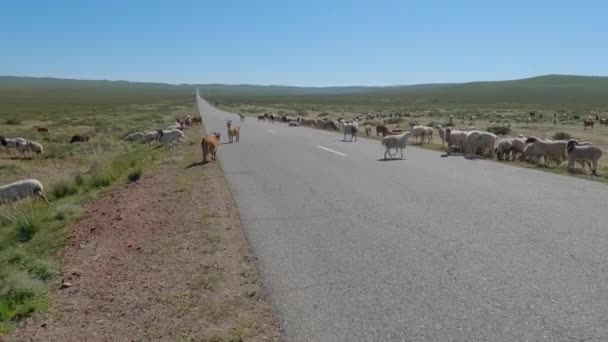 Flock Får Äter Gräs Sidan Motorvägen Djurhjord Vid Vägen Mongolisk — Stockvideo