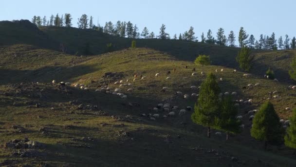 Стадо Овец Поедающих Траву Поле Сельской Монголии Горами Заднем Плане — стоковое видео