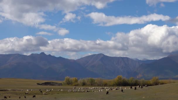 Stádo Ovcí Jíst Trávu Poli Venkově Mongolsko Horami Pozadí Slunný — Stock video