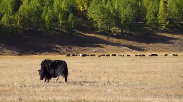 Yak Moğolistan Kırsalında Bir Dağ Eteğinde Kameraya Bakıyor Uzun Saçlı — Stok video
