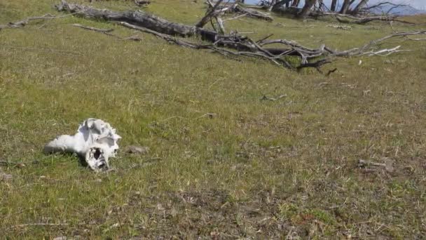 Bull Skull Grass Dry Tree Branches Sunny Day Yak Skull — Stock Video