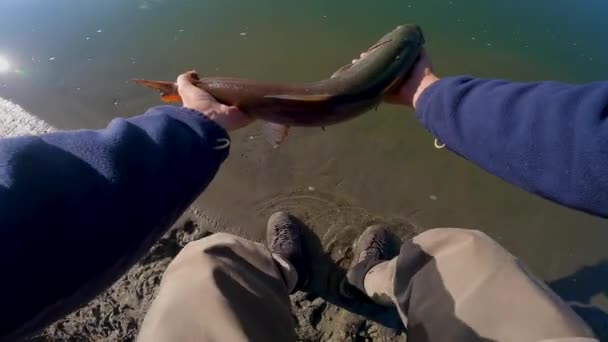 Fisherman Releasing Hucho Taimen Back River Catch Release Sunny Day — Wideo stockowe