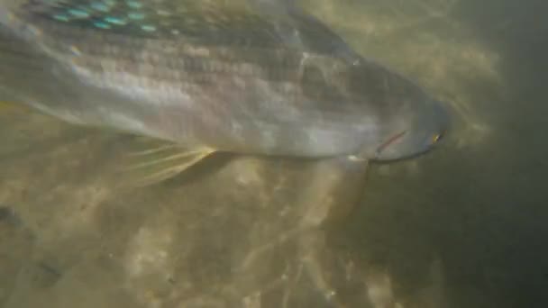 川の底に横たわって 灰色の魚の水中ショット 水の中に眠る淡水魚 — ストック動画