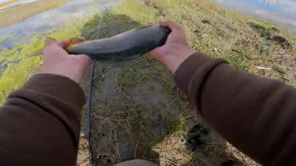 Fisherman Holding Grayling Fish Mongolian River Catch Release Sunny Day — Stock Video