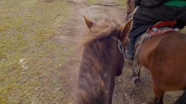Nomadic Man Riding Horse Forest Horseman Walking Wild Animal Woodland — Stock video