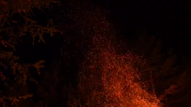 Ormanda Geceleri Kamp Ateşi Yakmak Küller Kıvılcımlar Kamp Ateşine Yükseliyor — Stok video