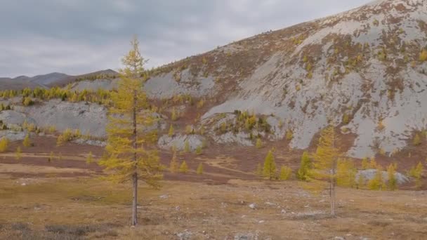 Uçsuz Bucaksız Bozkırlarda Görkemli Moğol Dağlarında Seyahat Etmek Tepeli Kırsal — Stok video