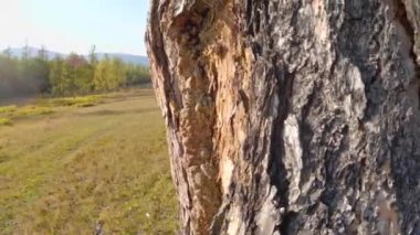 Güneşli bir günde dağlardaki karaçam ağacı ormanında seyahat etmek. Moğol ormanlarının manzarası çok güzel. 